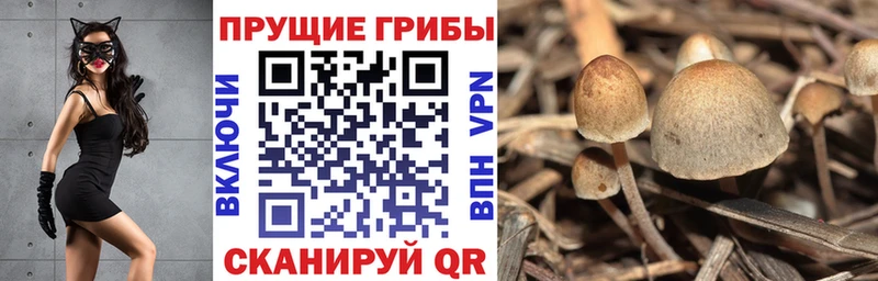 где купить наркотик  Владимир  Галлюциногенные грибы MAGIC MUSHROOMS 
